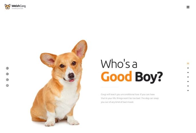 Welsh Corgi